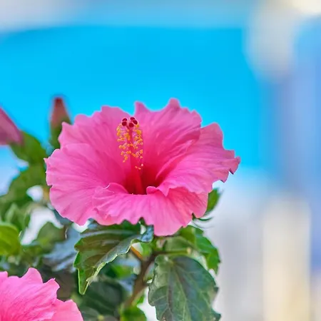 מלון דירות Trivizas Hotel Sidari